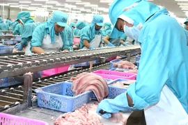Dự kiến hết năm kim ngạch xuất khẩu ước tính trên 2,4 tỉ USD, cao nhất trong lịch sử phát triển của ngành hàng cá tra. Ảnh: GIA THUỆ