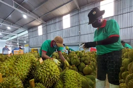 Một doanh nghiệp chuẩn bị cho việc xuất khẩu sầu riêng tươi sang Trung Quốc. Ảnh: TÙNG ĐINH