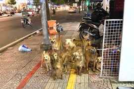 Đàn chó số lượng lớn tại căn nhà trên đường Hoàng Diệu, phường 9, quận 4, TP.HCM. Ảnh: HUỲNH THƠ