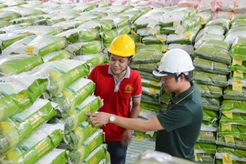 Giá gạo xuất khẩu tăng cao, giá lúa nội địa cũng tăng theo đang là tin vui cho người nông dân. Ảnh: Q.HUY