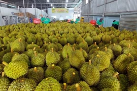 Nhiều lô hàng sầu riêng xuất khẩu không đáp ứng yêu cầu về kiểm dịch thực vật. Ảnh: A.HIỀN