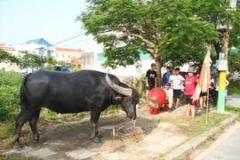  “Ông” trâu thường được đưa ra đường lớn, khua chiêng, gõ trống để làm quen với không khí lễ hội. Trong ảnh: Trâu số 10 của anh Hoàng Gia Ivan. Ảnh: NGỌC SƠN