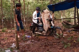 Dân kêu cứu vì bị đánh, cướp mủ cao su