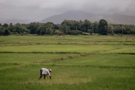 Giá đường, gạo tăng cao do El Nino gây mất mùa 