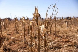 El Nino gây hạn nặng ở châu Phi, gần 70 triệu người chịu đói