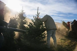 Người trồng cây thông Noel ở Mỹ như 'ngồi trên lửa'