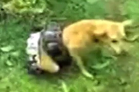 Trăn khổng lồ cố nuốt chửng ‘cún cưng’