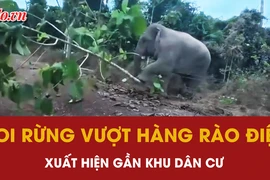 Voi rừng vượt hàng rào điện, xuất hiện gần khu dân cư ở Đồng Nai