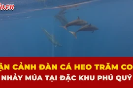 Cận cảnh đàn cá heo trăm con nhảy múa sát mũi ca nô tại đặc khu Phú Quý