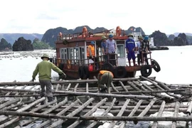 Tạm đình chỉ 4 cán bộ liên quan vụ nuôi thủy sản trái phép ở vịnh Bái Tử Long