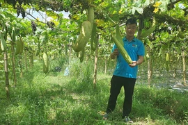 Nông dân Bắc Ninh đưa xơ mướp sang Châu Âu
