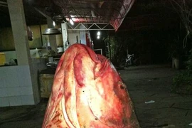 Kỳ thú: "Nghĩa địa" của loài cá khổng lồ