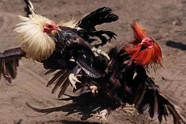 Đá gà ăn tiền bị phạt 1,5 triệu đồng
