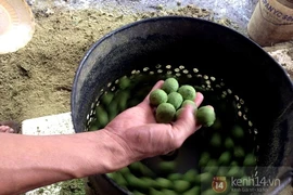 Chà vỏ sấu, kiếm bạc triệu mỗi ngày 