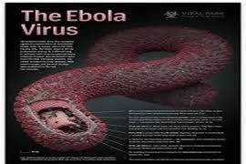 Virus Ebola tấn công cơ thể con người như thế nào?