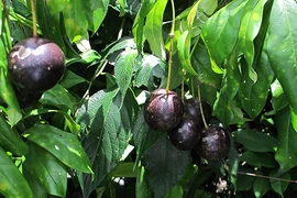 Kết luận độc tính cây Hồng Trâu làm năm trẻ tử vong