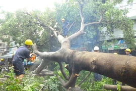Mưa lớn làm đổ cây xà cừ cổ thụ tại trung tâm TP.HCM