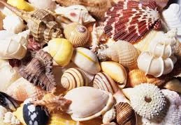 Một cháu bé tử vong sau khi ăn ốc biển 