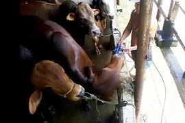 Đình chỉ nhiều cán bộ để xảy ra bơm nước heo, bò