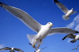 Dừng bay vì chim va vào máy bay