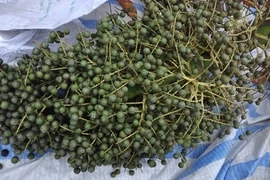Xôn xao cây “lạ” cho hàng vạn quả