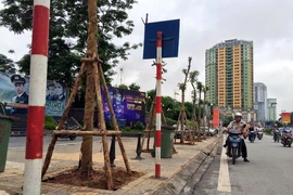 35 cây Lát hoa đầu tiên được trồng mới tại phố Nguyễn Chí Thanh