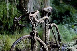 Kỳ lạ: Hang động biến mọi thứ thành đá