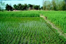 Chém người vì bị… lấy nước trong ruộng