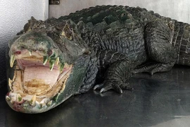 Tên trộm vừa thoát được cảnh sát thì bị cá sấu ăn thịt