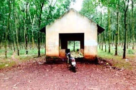 Một thanh niên chết trong tư thế bất thường ở nông trường cao su