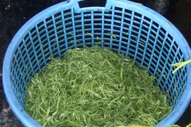 ​Bắt giữ hơn 1,5 tấn rau muống bào ngâm hóa chất ở Củ Chi