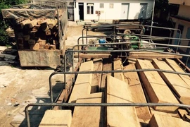 Bắt 7 người cùng 2 xe tải vận chuyển gỗ lậu 