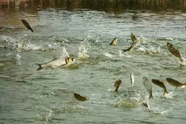 Kéo điện ra ao cá chống trộm làm chết người