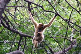 Người dân được phép nuôi động vật rừng