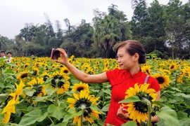 Người dân đổ xô đi chụp ảnh với hoa hướng dương