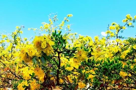 Cận cảnh cây mai 2 tỉ ở Đồng Nai
