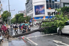 TP.HCM: Xử lý cây xanh nguy hiểm trước mùa mưa bão, đặc biệt là tuyến đường huyết mạch