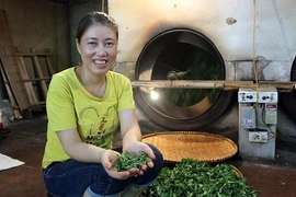 Kiếm bộn tiền từ loại trà đắt đỏ: 4 triệu đồng/kg