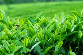 Muốn giảm cân nên nhớ đến 10 loại trà này