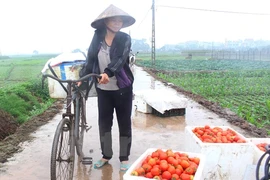 Cà chua chín thối ngoài đồng, đổ cho... heo ăn