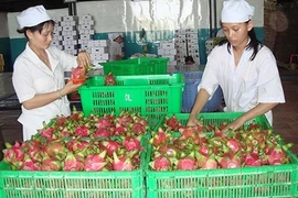 Người Úc khen trái thanh long Việt ngon ‘tuyệt vời'