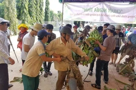 Có người nông dân đã khóc khi chuối của mình không bán được. Trong ảnh min họa