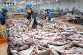 Vua cá Hùng Vương tiếp tục gặp vận rủi, chưa hết gian truân