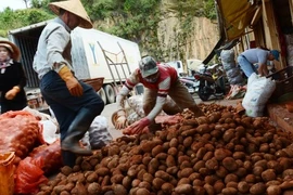 Khoai tây Trung Quốc đã bị cấm nhập về chợ nông sản Đà Lạt, Lâm Đồng