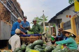 Dưa hấu được dán tem truy xuất nguồn gốc trước khi được vận chuyển lên xe tải để để đưa sang thị trường Trung Quốc tiêu thụ