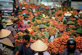 Đề xuất xác nhận kỷ lục chợ vải thiều dài nhất Việt Nam