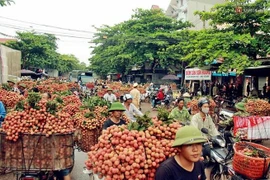 Diện tích hồ tiêu Việt Nam tăng nóng gần 200% 