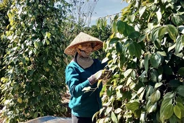 Hồ tiêu bất ngờ tăng giá mạnh, thương lái găm hàng
