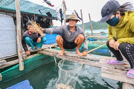 Hai hình ảnh trái ngược ở thủ phủ nuôi tôm hùm của Khánh Hòa