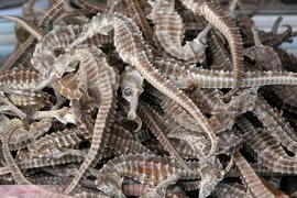 Bài thuốc từ cá ngựa